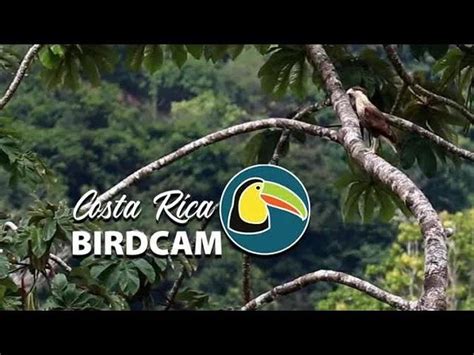 costa rica bird cam livestream